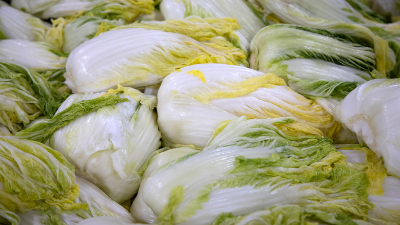 Nappa cabbage for kimchi