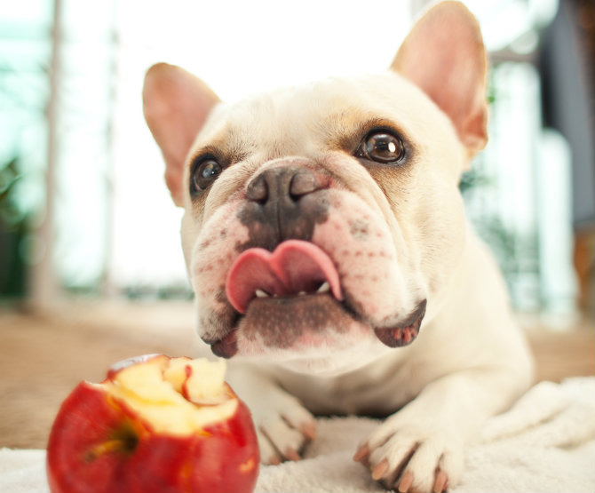 For Dogs: Snack Smart