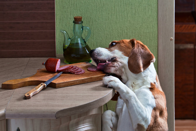 For Dogs: Ditch the Table Food