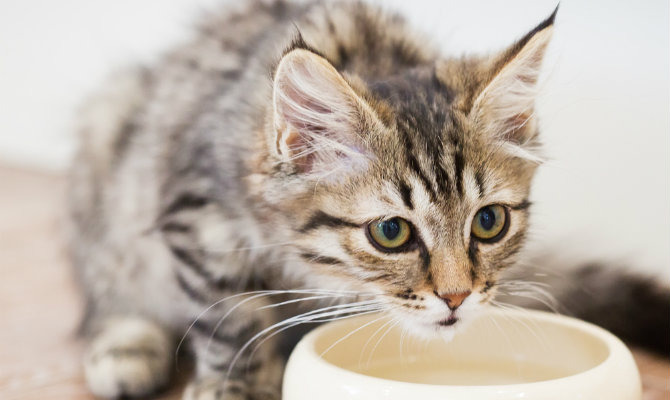 For Cats: Make Bone Broth