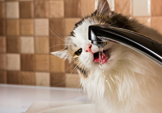 For Cats: Watch Their Water