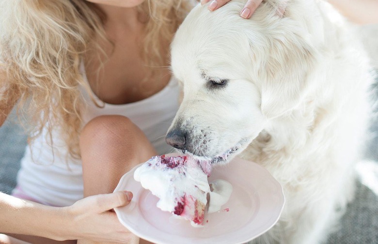 No Feeding From Your Plate