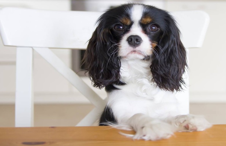 No Paws on the Table