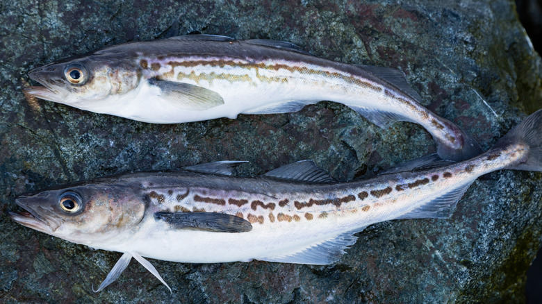 Alaska pollock on a stone