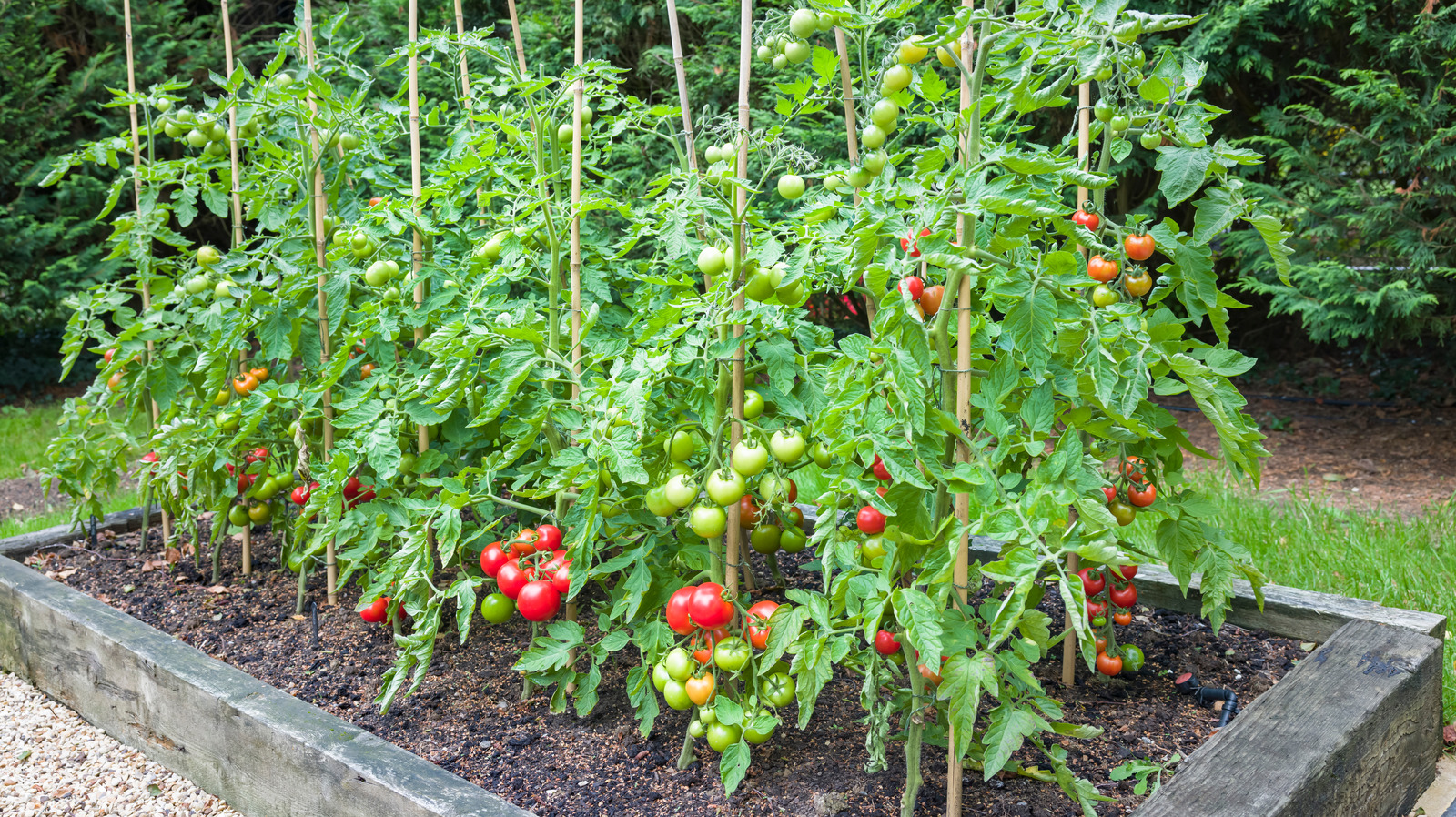 do-tomato-leaves-really-help-boost-the-flavor-of-sauce