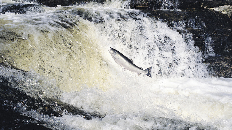 salmon spawning