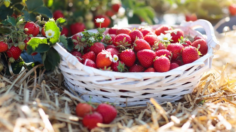 Contemporary strawberries in white basket