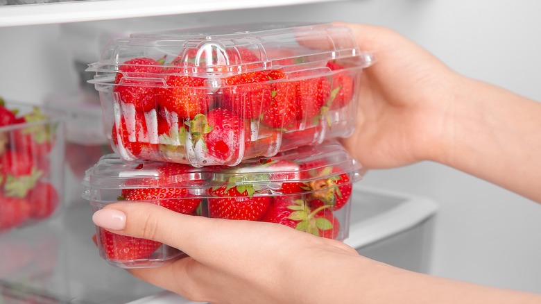 Putting strawberries in fridge