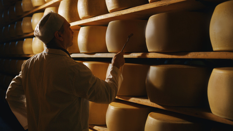 parmesan cheese maker inspecting cheese wheels on shelves