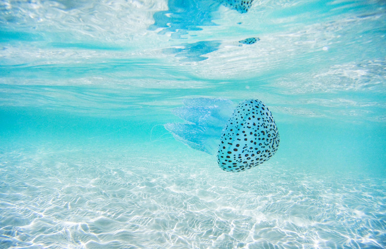 Peeing on a Jellyfish Sting Will Help