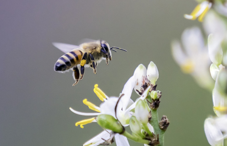 You Should Scrape or Suck Out the Stinger From a Bee Sting