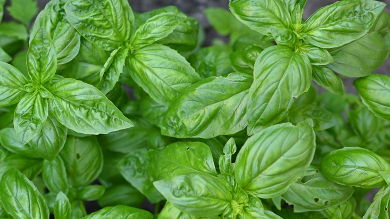 Fresh basil plant