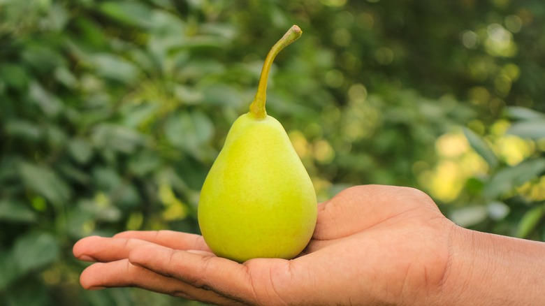 someone holding a pear