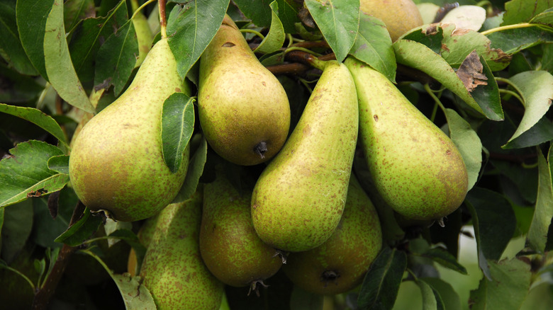 cluster of pears