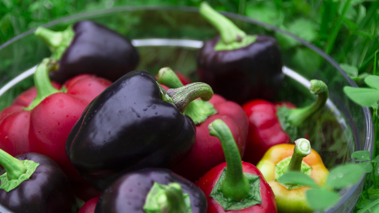 Colorful bell peppers in bowl