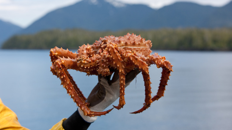 fisherman holding king crab