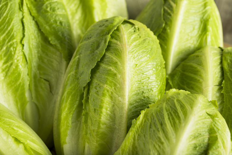 romaine