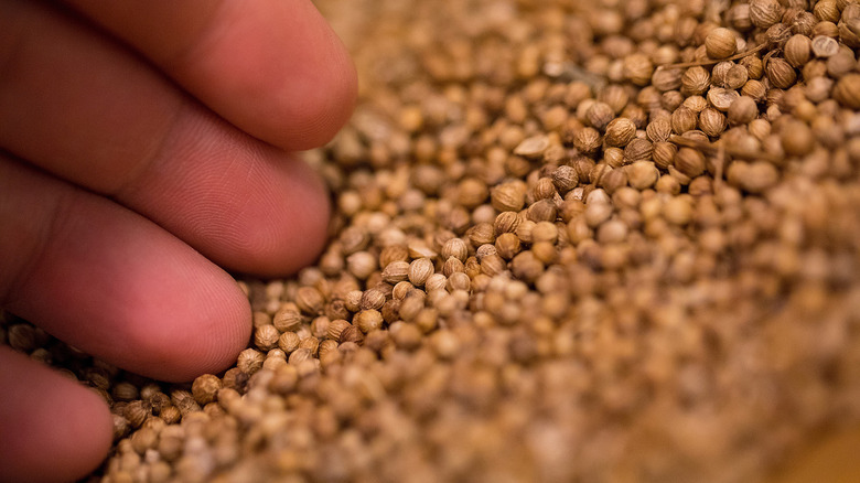 hand touching coriander seeds