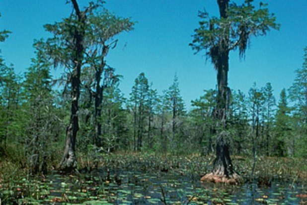 Okefenokee National Wildlife Refuge (Florida and Georgia)