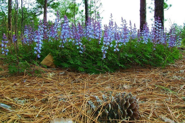 Carolina Sandhills National Wildlife Refuge (South Carolina)