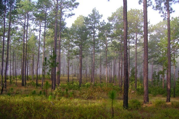 Carolina Sandhills National Wildlife Refuge (South Carolina)