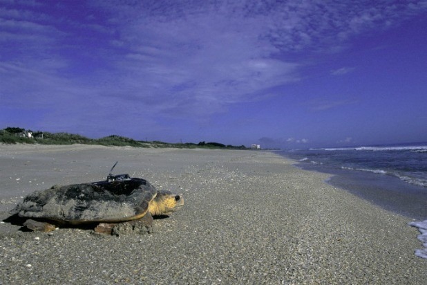 Archie Carr National Wildlife Refuge (Florida)