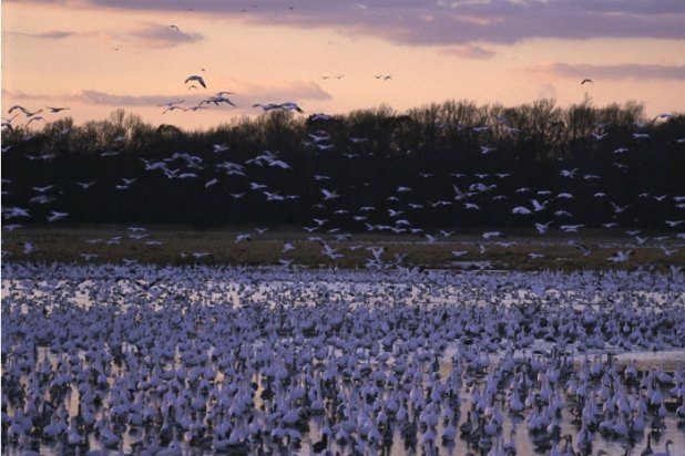 Bombay Hook National Wildlife Refuge (Delaware)