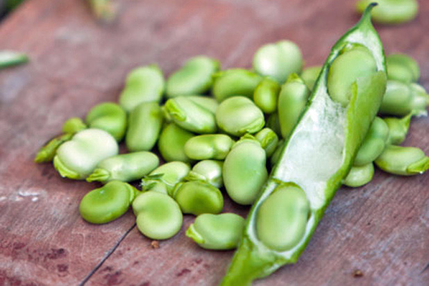 Fava Bean and Pecorino Crostini