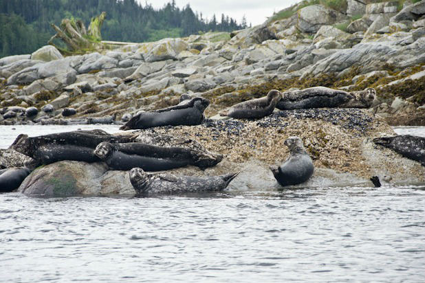 Ecotourism in Style at Sonora Resort, British Columbia 