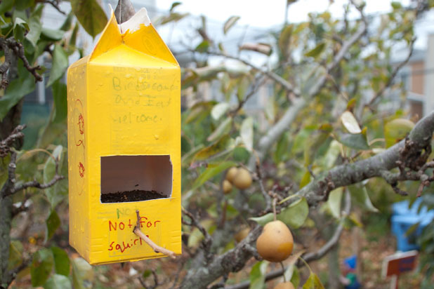 Bird Feeders