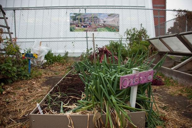 Green Onions in the Garden