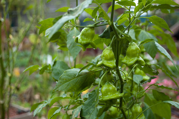 'Joe's Peppers'