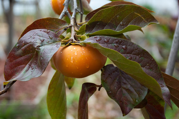 Persimmons