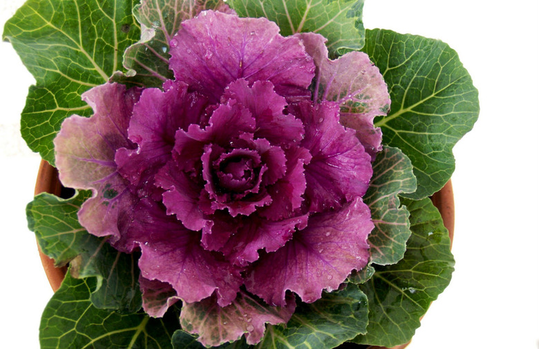 Cabbage Plants