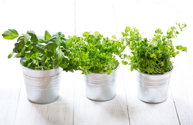 Potted Herbs