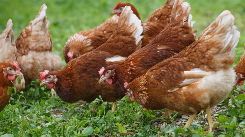 Hens in grass