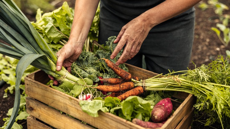 farmer's hands in a wooden crate of organic produce