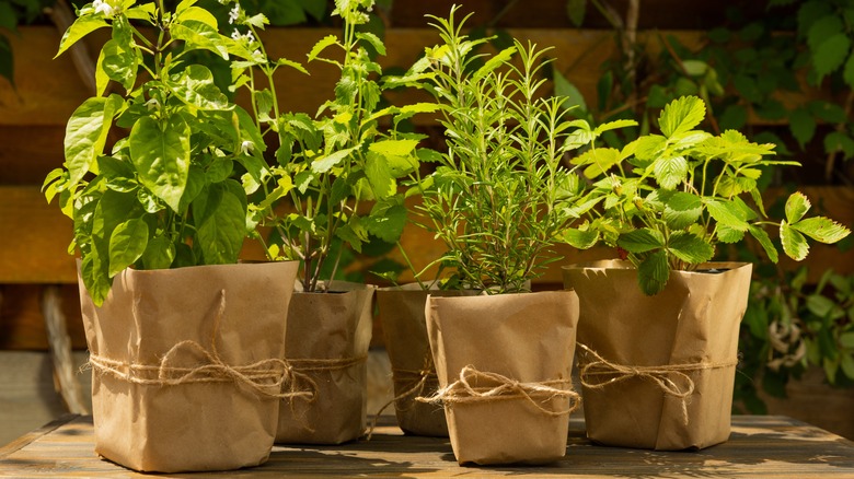 Wrapped pots with fresh herbs