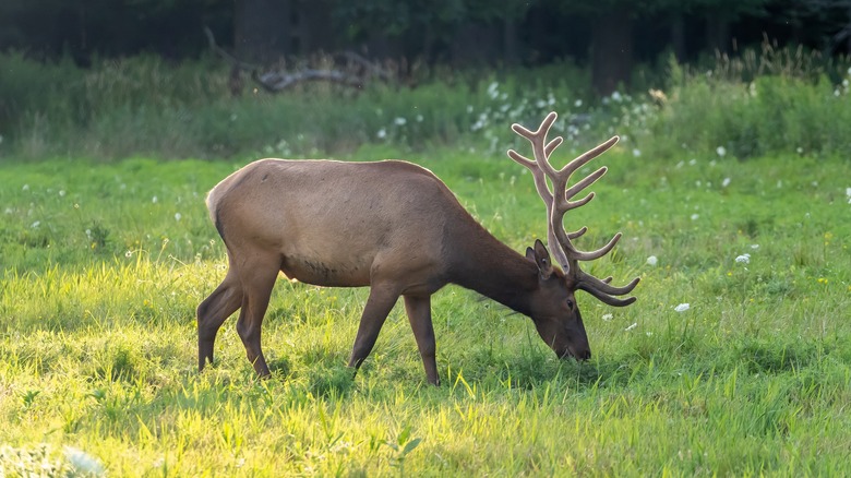 elk grazing