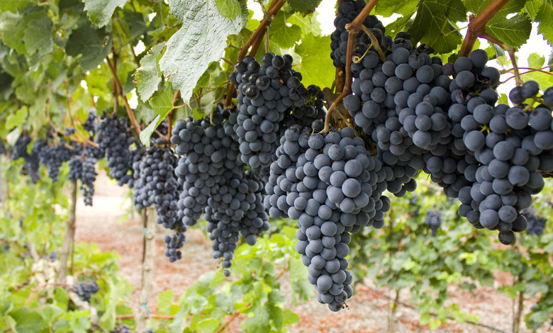 Tempranillo grapes