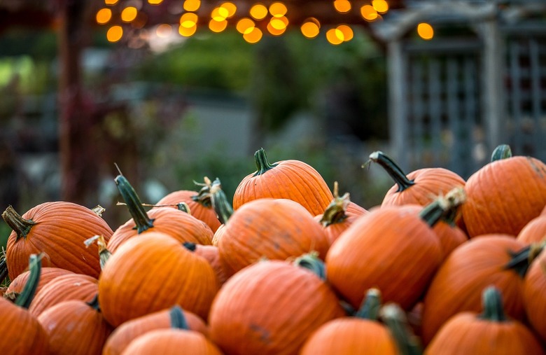 Visit a pumpkin patch