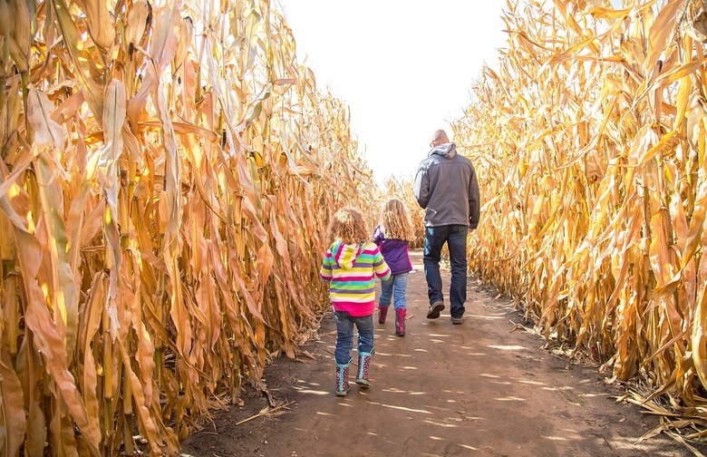 Maneuver your way through a corn maze