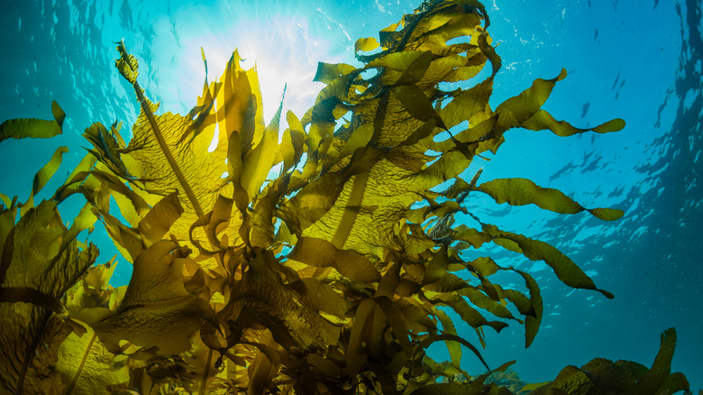 Seaweed forest -- seaweed is rich in nutrients