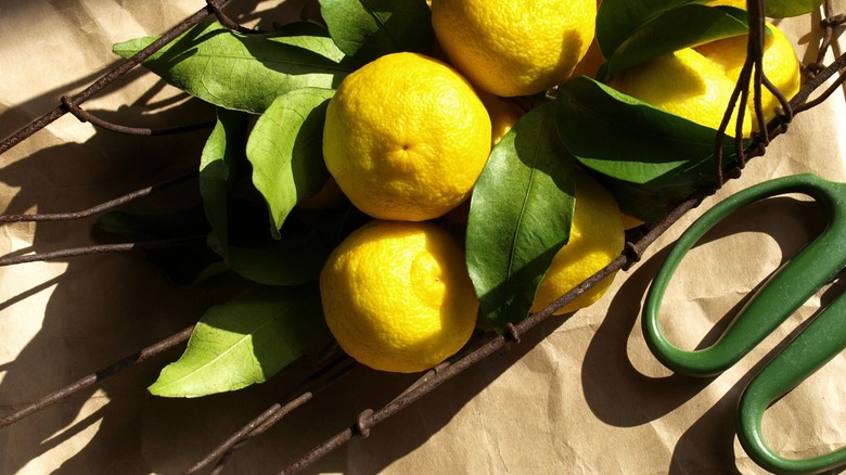 yuzu fruit and branch on brown paper