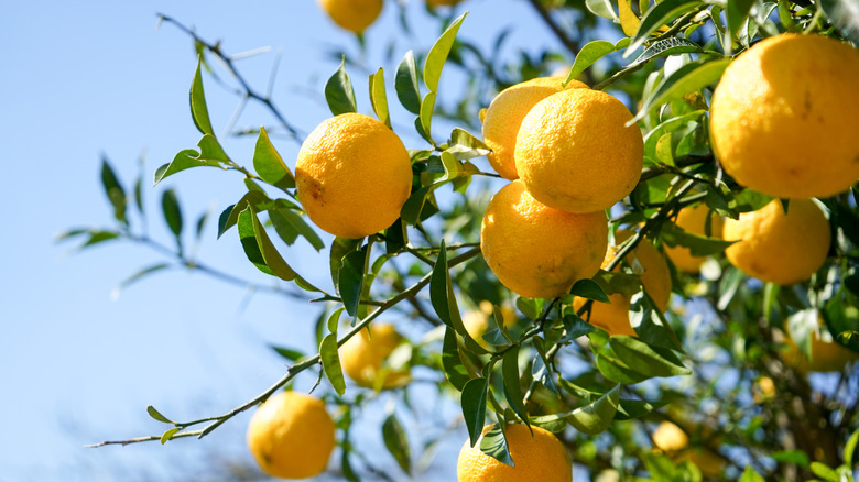 yuzu fruit on tree blue sky