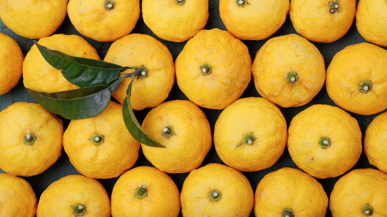 rows of yellow yuzu fruit