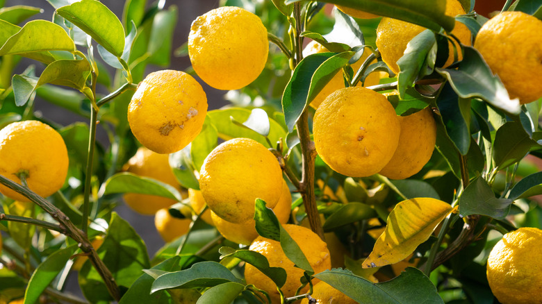 yuzu citrus fruits on tree