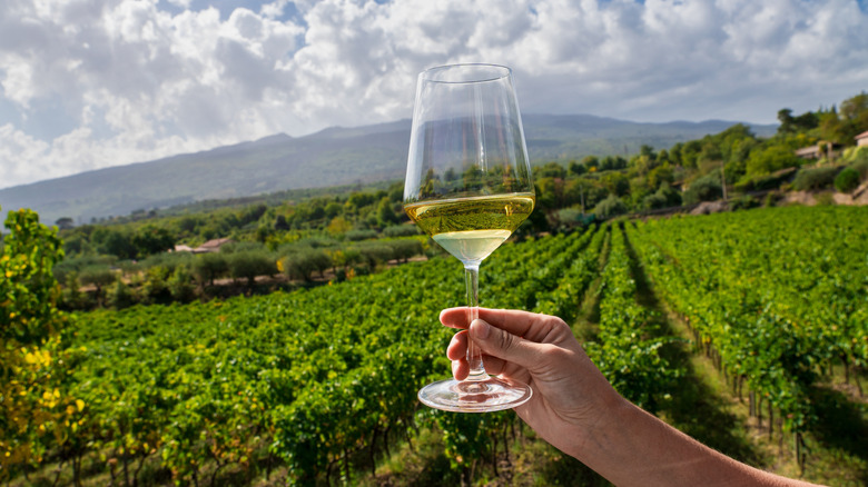 person holds glass of wine vineyard