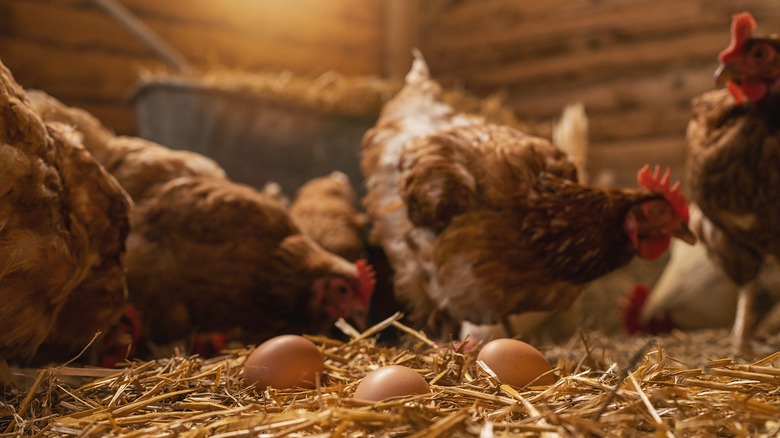 Eggs in a chicken coop