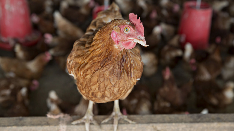 American chicken on a farm